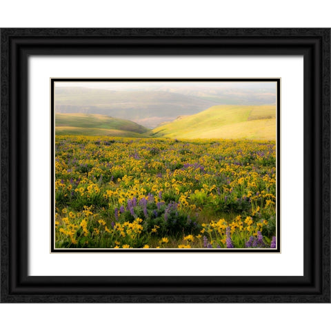 USA-Washington State Arrowleaf balsamroot and lupine Black Ornate Wood Framed Art Print with Double Matting by Eggers, Terry