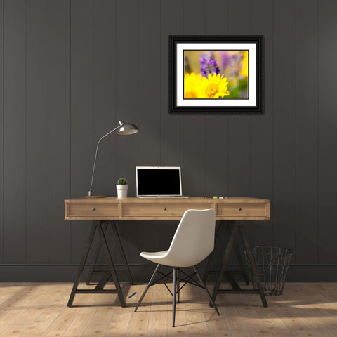 USA-Washington State Close-up of Arrowleaf Balsamroot and lupine Black Ornate Wood Framed Art Print with Double Matting by Eggers, Terry