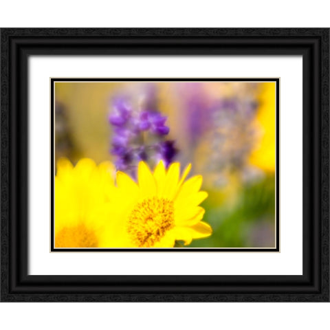 USA-Washington State Close-up of Arrowleaf Balsamroot and lupine Black Ornate Wood Framed Art Print with Double Matting by Eggers, Terry