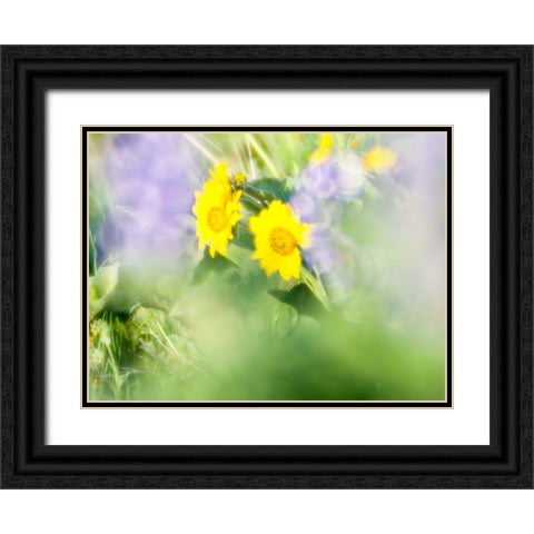 USA-Washington State Close-up of Arrowleaf Balsamroot and lupine Black Ornate Wood Framed Art Print with Double Matting by Eggers, Terry