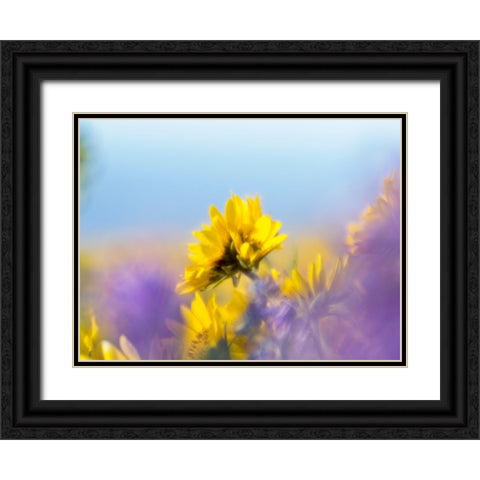 USA-Washington State Close-up of Arrowleaf Balsamroot and lupine Black Ornate Wood Framed Art Print with Double Matting by Eggers, Terry