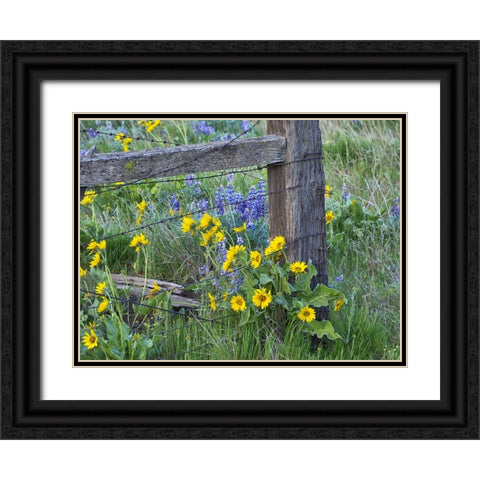 USA-Washington State Fence line with spring wildflowers Black Ornate Wood Framed Art Print with Double Matting by Eggers, Terry