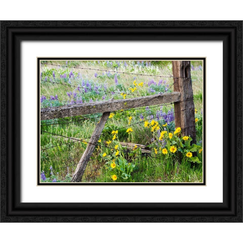 USA-Washington State Fence line with spring wildflowers Black Ornate Wood Framed Art Print with Double Matting by Eggers, Terry