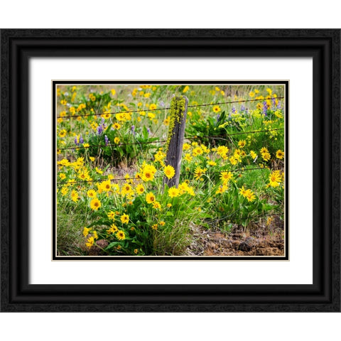 USA-Washington State Fence line with spring wildflowers Black Ornate Wood Framed Art Print with Double Matting by Eggers, Terry