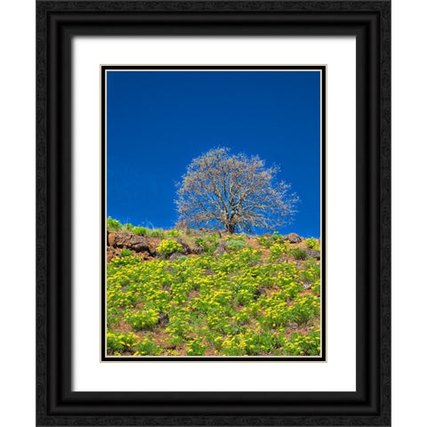 USA-Washington State Lone Tree on hillside with spring wildflowers Black Ornate Wood Framed Art Print with Double Matting by Eggers, Terry