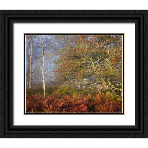 USA-West Virginia-Davis Autumn colors in forest Black Ornate Wood Framed Art Print with Double Matting by Jaynes Gallery
