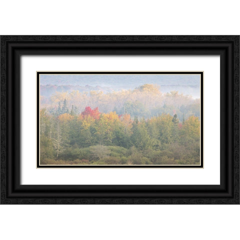 USA-West Virginia-Davis Foggy forest in fall colors Black Ornate Wood Framed Art Print with Double Matting by Jaynes Gallery