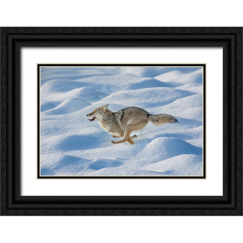 Coyote running through fresh snow-Yellowstone National Park-Wyoming Black Ornate Wood Framed Art Print with Double Matting by Jones, Adam