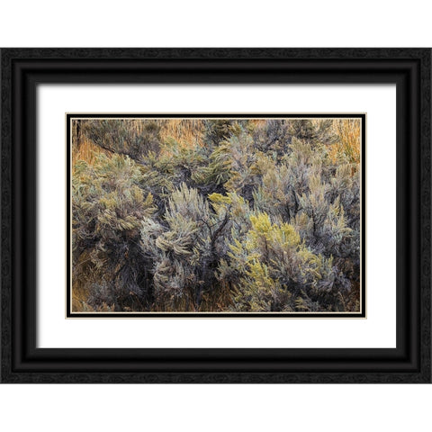 Mountain big sagebrush-Yellowstone National Park-Wyoming Black Ornate Wood Framed Art Print with Double Matting by Jones, Adam