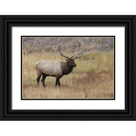 Bull elk or wapiti in meadow-Yellowstone National Park-Wyoming Black Ornate Wood Framed Art Print with Double Matting by Jones, Adam