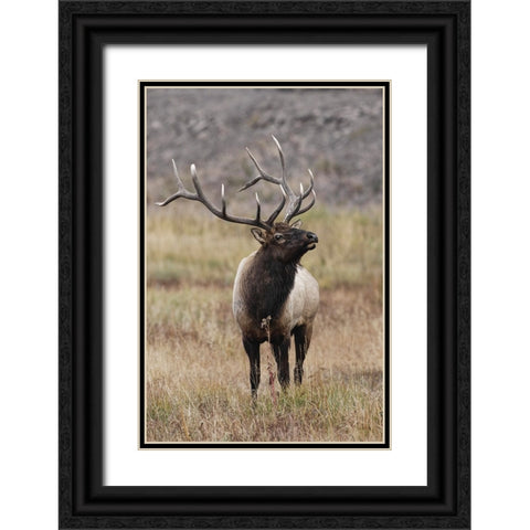 Bull elk or wapiti in meadow-Yellowstone National Park-Wyoming Black Ornate Wood Framed Art Print with Double Matting by Jones, Adam
