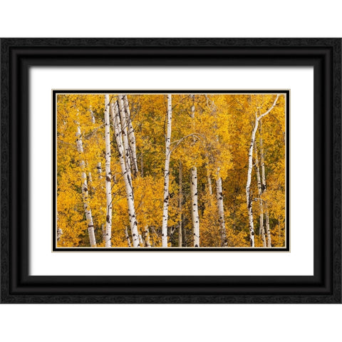 Pattern of white tree trunks among golden aspen leaves-Grand Teton National Park-Wyoming Black Ornate Wood Framed Art Print with Double Matting by Jones, Adam