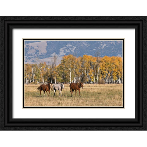 Horses just outside-Grand Teton National Park-Wyoming Black Ornate Wood Framed Art Print with Double Matting by Jones, Adam