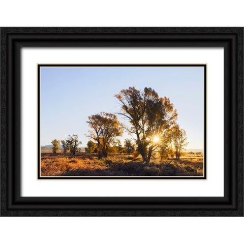 Sunrise through cottonwood trees-Grand Teton National Park-Wyoming Black Ornate Wood Framed Art Print with Double Matting by Jones, Adam