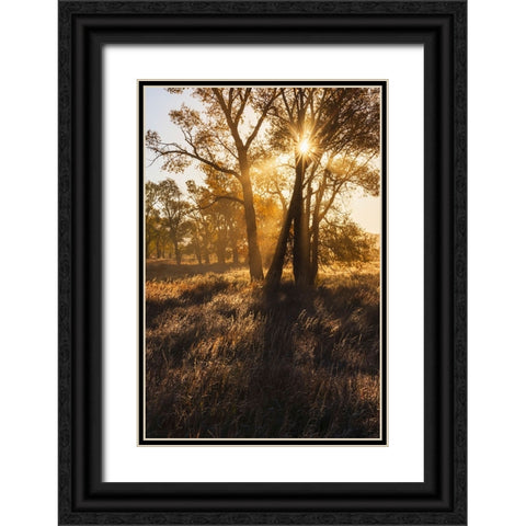 Sunrise through cottonwood trees-Grand Teton National Park-Wyoming Black Ornate Wood Framed Art Print with Double Matting by Jones, Adam
