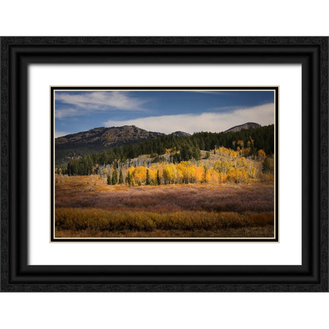 Autumn view of willows and aspen groves-Grand Teton National Park-Wyoming Black Ornate Wood Framed Art Print with Double Matting by Jones, Adam