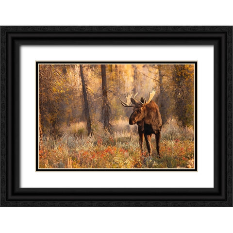 Bull moose in autumn-Grand Teton National Park-Wyoming Black Ornate Wood Framed Art Print with Double Matting by Jones, Adam