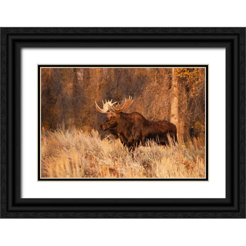 Bull moose in autumn-Grand Teton National Park-Wyoming Black Ornate Wood Framed Art Print with Double Matting by Jones, Adam