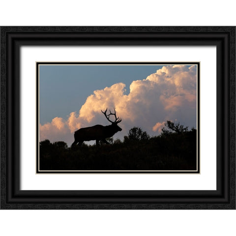 Bull elk or wapiti silhouetted on ridge at sunrise-Yellowstone National Park-Wyoming Black Ornate Wood Framed Art Print with Double Matting by Jones, Adam