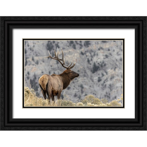 Bull elk or wapiti-Yellowstone National Park-Wyoming Black Ornate Wood Framed Art Print with Double Matting by Jones, Adam