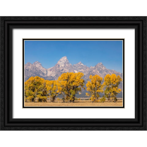Cottonwood trees in fall and Teton Range-Grand Teton National Park-Wyoming Black Ornate Wood Framed Art Print with Double Matting by Jones, Adam