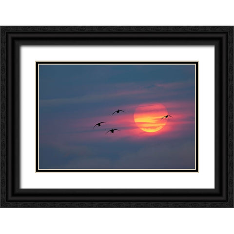 Canada geese silhouetted flying at sunset-Grand Teton National Park-Wyoming Black Ornate Wood Framed Art Print with Double Matting by Jones, Adam