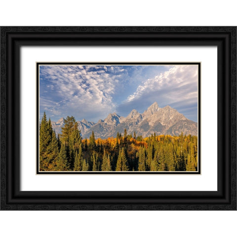 Golden aspen trees and Teton Range in early morning-Grand Teton National Park-Wyoming Black Ornate Wood Framed Art Print with Double Matting by Jones, Adam