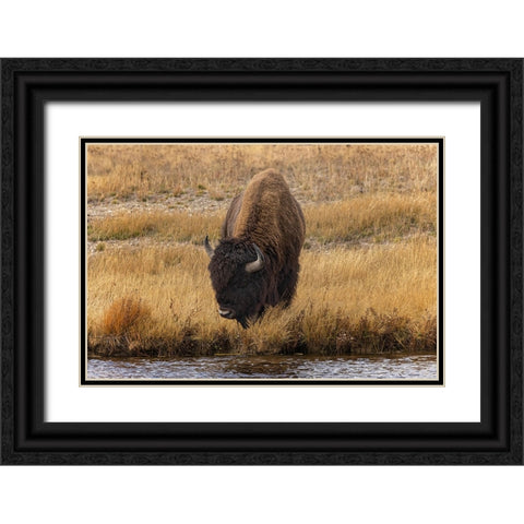 American Bison Yellowstone National Park-Wyoming Black Ornate Wood Framed Art Print with Double Matting by Jones, Adam