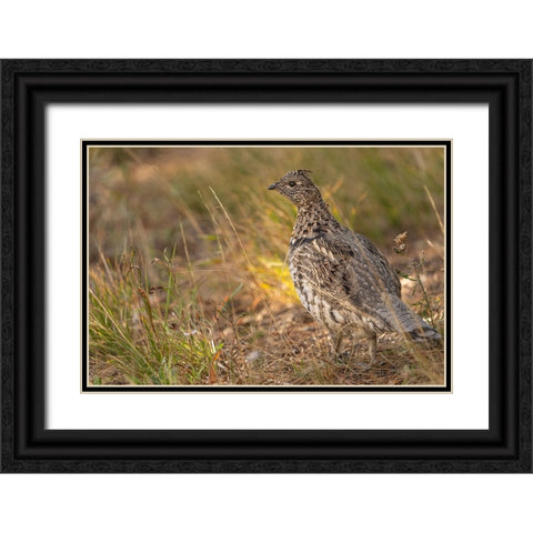 USA-Wyoming-Grand Teton National Park Dusky grouse bird close-up Black Ornate Wood Framed Art Print with Double Matting by Jaynes Gallery