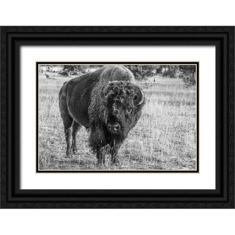USA-Wyoming-Yellowstone National Park-Upper Geyser Basin-Lone male American bison-aka buffalo with  Black Ornate Wood Framed Art Print with Double Matting by Hopkins, Cindy Miller