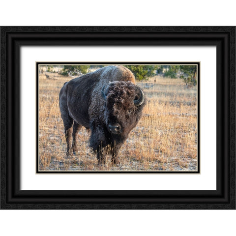 USA-Wyoming-Yellowstone National Park-Upper Geyser Basin-Lone male American bison-aka buffalo with  Black Ornate Wood Framed Art Print with Double Matting by Hopkins, Cindy Miller