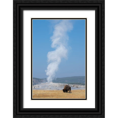 USA-Wyoming-Yellowstone National Park-Upper Geyser Basin-Lone male American bison-aka buffalo-in fr Black Ornate Wood Framed Art Print with Double Matting by Hopkins, Cindy Miller