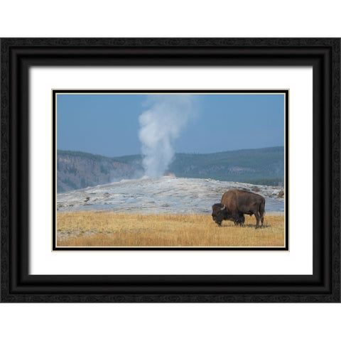 USA-Wyoming-Yellowstone National Park-Upper Geyser Basin-Lone male American bison-aka buffalo-in fr Black Ornate Wood Framed Art Print with Double Matting by Hopkins, Cindy Miller