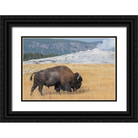 USA-Wyoming-Yellowstone National Park-Upper Geyser Basin-Lone male American bison-aka buffalo-in fr Black Ornate Wood Framed Art Print with Double Matting by Hopkins, Cindy Miller