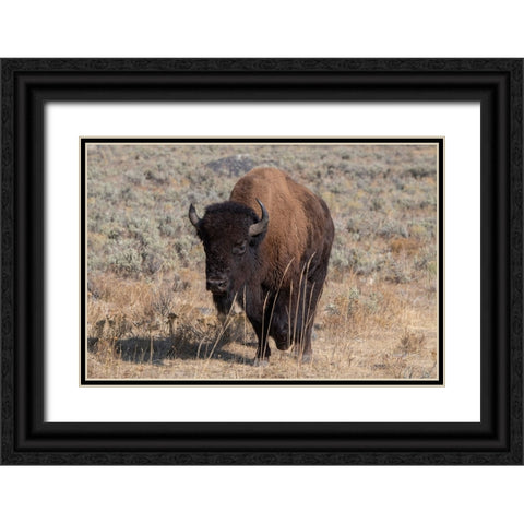 USA-Wyoming-Yellowstone National Park-Lamar Valley-American bison Black Ornate Wood Framed Art Print with Double Matting by Hopkins, Cindy Miller