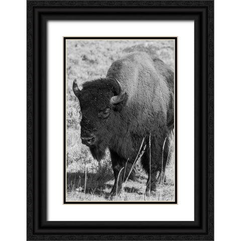 USA-Wyoming-Yellowstone National Park-Lamar Valley-Male American bison Black Ornate Wood Framed Art Print with Double Matting by Hopkins, Cindy Miller