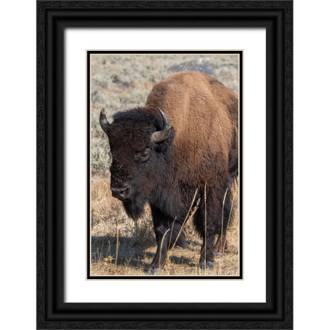USA-Wyoming-Yellowstone National Park-Lamar Valley-Male American bison Black Ornate Wood Framed Art Print with Double Matting by Hopkins, Cindy Miller