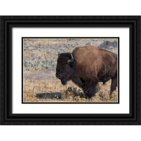 USA-Wyoming-Yellowstone National Park-Lamar Valley-Male American bison Black Ornate Wood Framed Art Print with Double Matting by Hopkins, Cindy Miller
