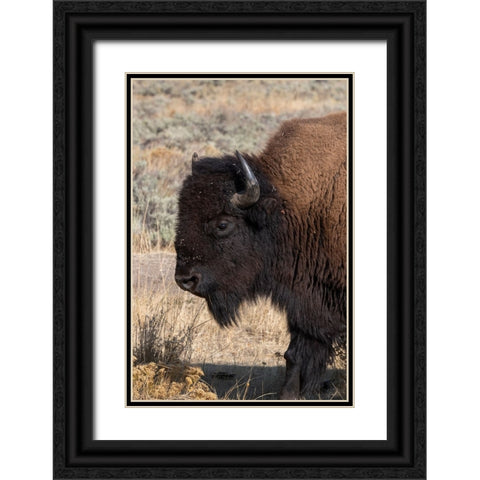 USA-Wyoming-Yellowstone National Park-Lamar Valley-Male American bison Black Ornate Wood Framed Art Print with Double Matting by Hopkins, Cindy Miller