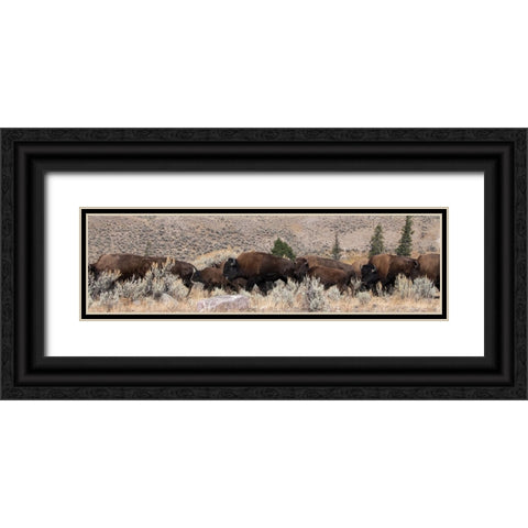 USA-Wyoming-Yellowstone National Park-Lamar Valley-Herd of American bison Black Ornate Wood Framed Art Print with Double Matting by Hopkins, Cindy Miller