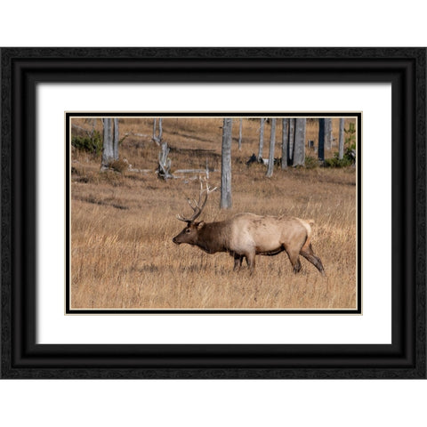 USA-Wyoming-Yellowstone National Park-Madison-Male North American elk Black Ornate Wood Framed Art Print with Double Matting by Hopkins, Cindy Miller