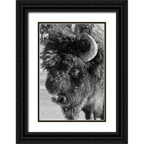 USA-Wyoming-Yellowstone National Park-Lone male American bison-aka buffalo with frost on face-Head  Black Ornate Wood Framed Art Print with Double Matting by Hopkins, Cindy Miller
