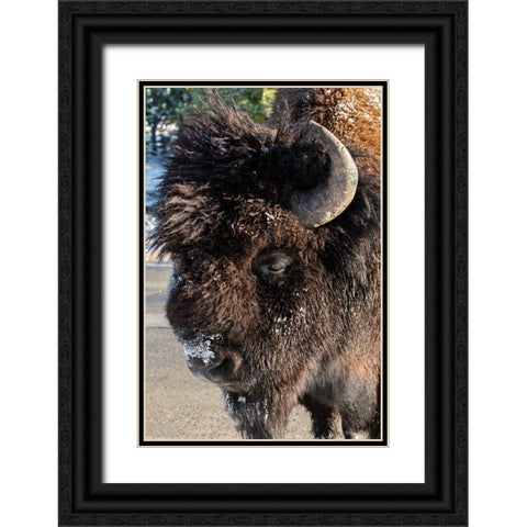 USA-Wyoming-Yellowstone National Park-Lone male American bison-aka buffalo with frost on face-Head  Black Ornate Wood Framed Art Print with Double Matting by Hopkins, Cindy Miller
