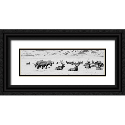 USA-Wyoming-Tetons National Park-National Elk Refuge Large elk herd in winter Black Ornate Wood Framed Art Print with Double Matting by Hopkins, Cindy Miller