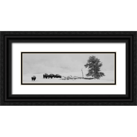 USA-Wyoming-Yellowstone National Park Bison herd in snow Black Ornate Wood Framed Art Print with Double Matting by Hopkins, Cindy Miller