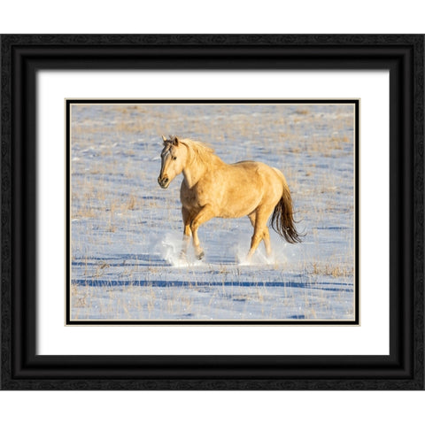 USA- Shell- Wyoming. Hideout Ranch lone horse in snow.  Black Ornate Wood Framed Art Print with Double Matting by Gulin, Darrell