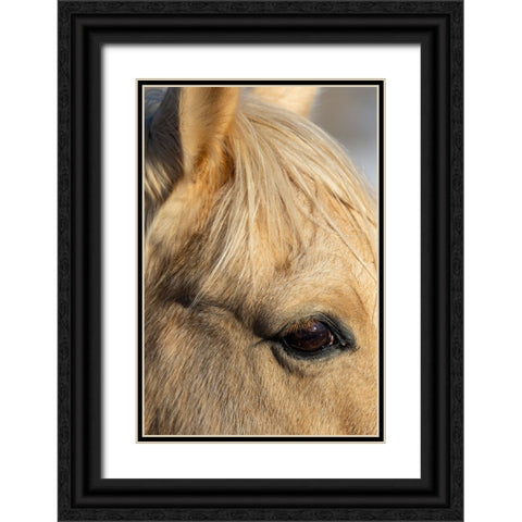 USA- Shell- Wyoming. Hideout Ranch close-up of horses eye.  Black Ornate Wood Framed Art Print with Double Matting by Gulin, Darrell
