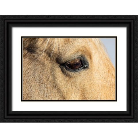 USA- Shell- Wyoming. Hideout Ranch close-up of horses eye.  Black Ornate Wood Framed Art Print with Double Matting by Gulin, Darrell