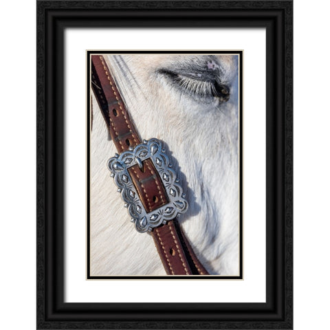 USA- Shell- Wyoming. Hideout Ranch tack on horse.  Black Ornate Wood Framed Art Print with Double Matting by Gulin, Darrell