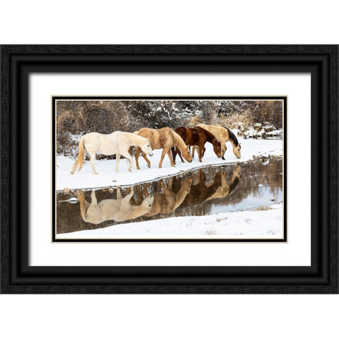 USA- Shell- Wyoming. Hideout Ranch horses in reflection Shell Creek.  Black Ornate Wood Framed Art Print with Double Matting by Gulin, Darrell